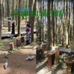 Hutan Pinus Mangunan di Mana? Cek Bearapa Jarak Malioboro ke Hutan ...
