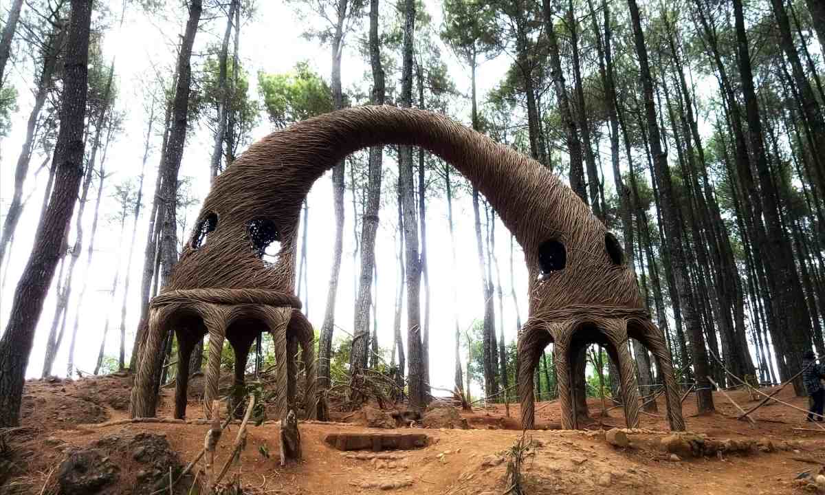 Pinus pengger